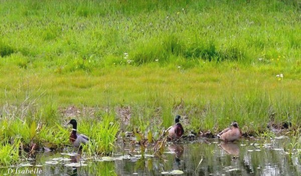Mare-aux-canards - D.Isabelle.jpg