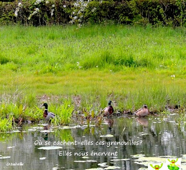 Mare aux canards.jpg 2A.jpg1.jpg