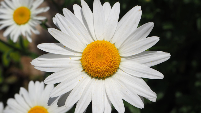 marguerite-174812.jpg