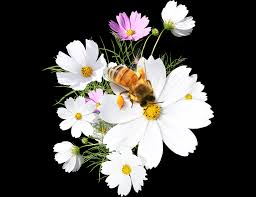 marguerites blanches.jpg