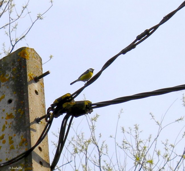Mésange charbonière.jpg 1A.jpg