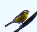 Mésange charbonière.jpg 1B.jpg