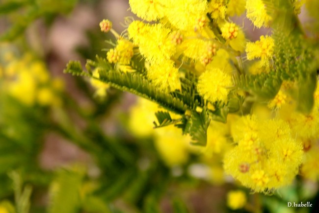 Mimosa.jpg 2A.jpg