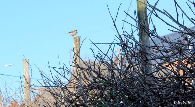 Moineau.jpg