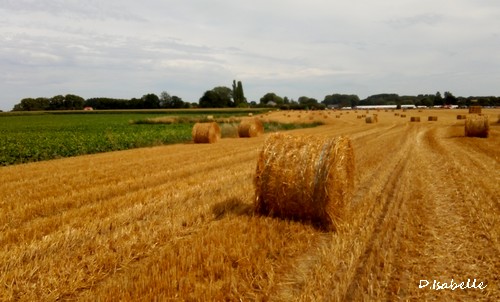 Moisson3.jpg