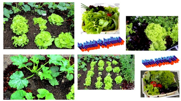 Mon potager 1A.jpg