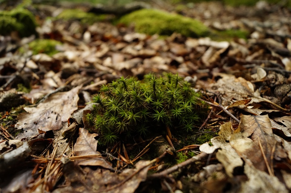 moss-873632_960_720.jpg