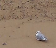 mouette.jpg