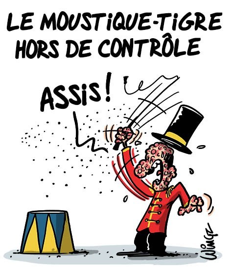 moustique-tigre-hors-de-contrôle.jpg