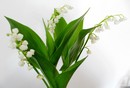 Muguet.jpg 1A.jpg