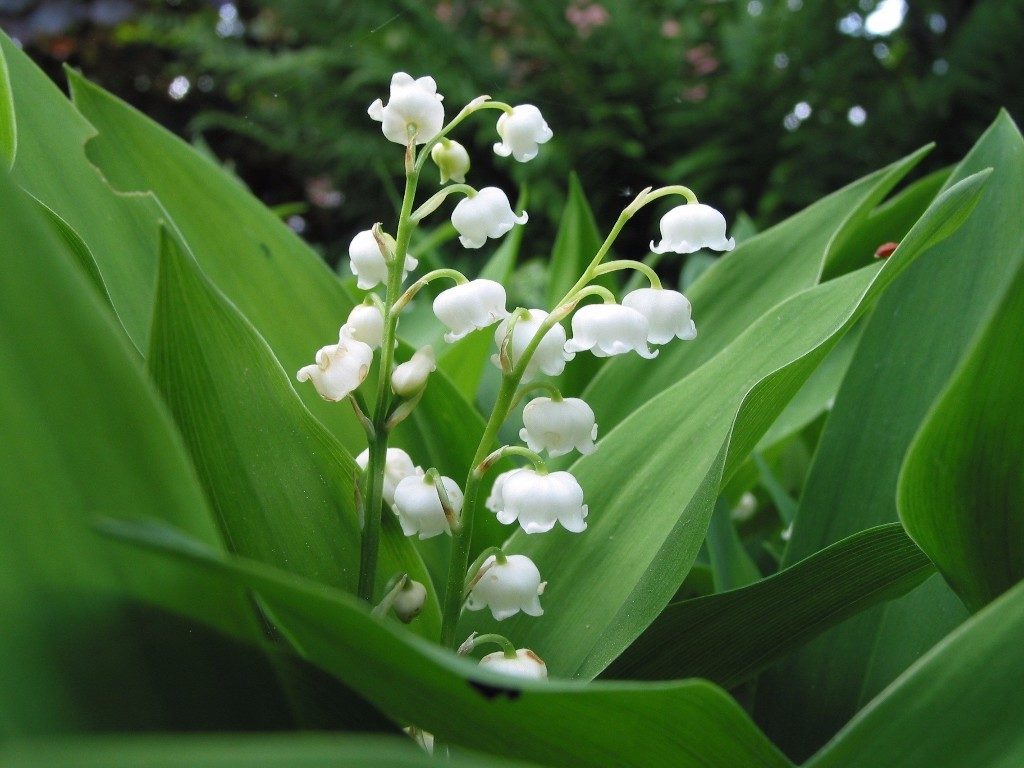 muguet1_copyright-ernest-turc-bis-1024x768.jpg