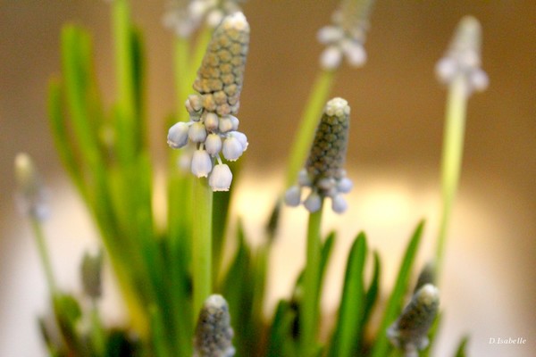 Muscari blue - A.jpg