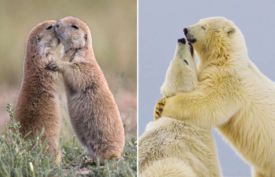 nounours amoureux.jpg
