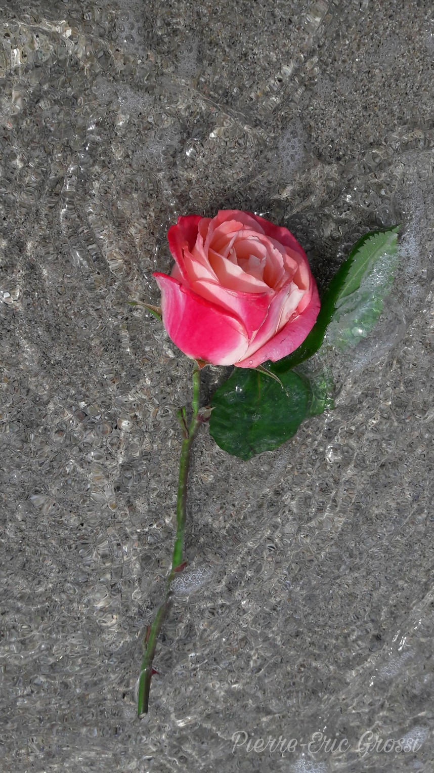 O de rose.jpg