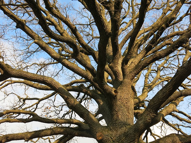 oak-533689_640.jpg