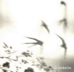 ob_1c0d75_reflet-d-hirondelles-photo-d-isabelle.jpg
