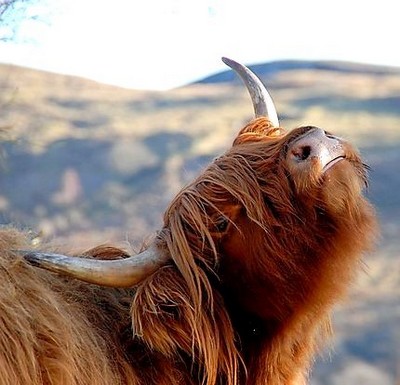 ob_5aa026_vache-ecossaise-1388081-w430.jpg