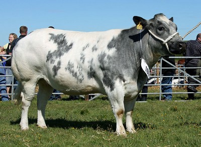 ob_5d67b4_800px-oxcroft-adora.jpg