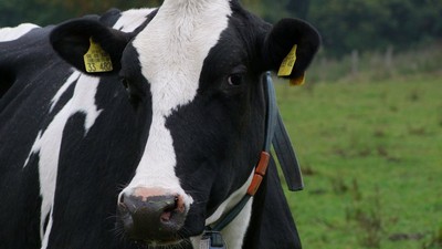 ob_88a84c_cow-1573460-1920-3008399.jpg