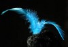 ob_cbaf75_plume-doiseau.jpg