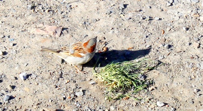 oiseau 1.jpg