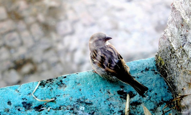 Oiseau 2.jpg