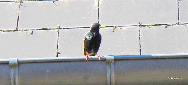 oiseau 4.jpgA.jpg