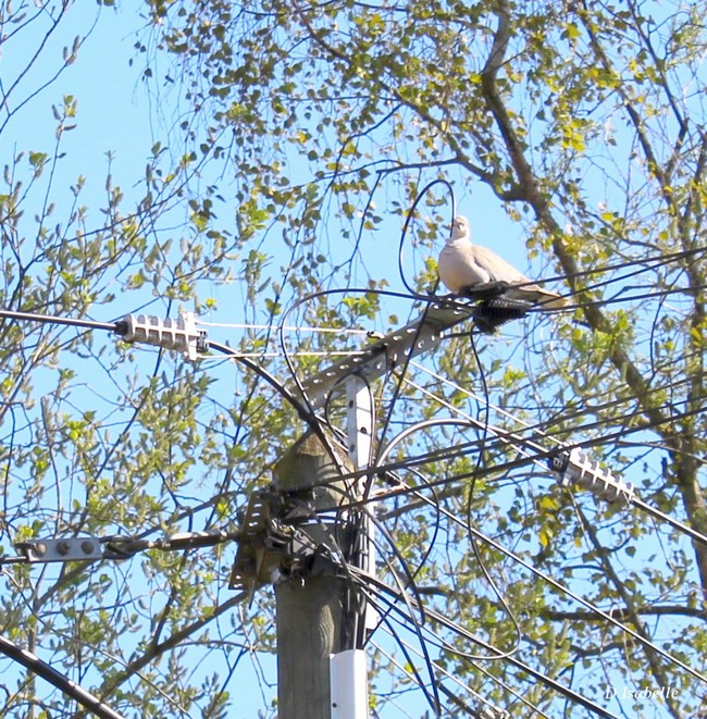 Oiseau 5.jpg