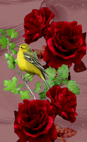 oiseau.gif