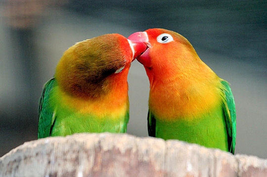 Oiseaux 2.jpg