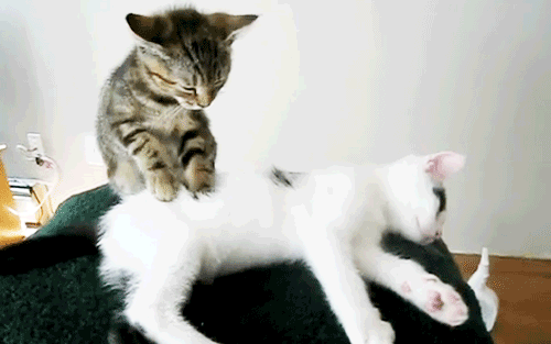 on fait ses griffes .gif