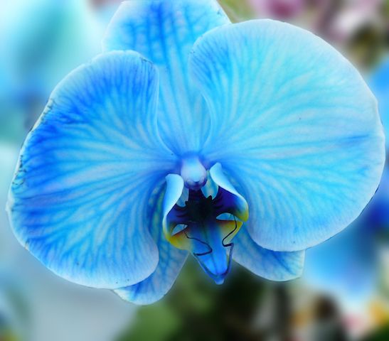 Orchidée bleue 2.jpg