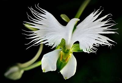orchidee-colombe.jpg