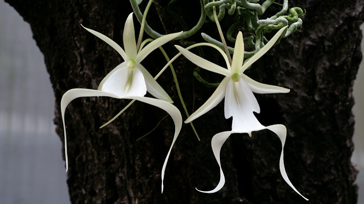 Orchidée fantôme.jpg