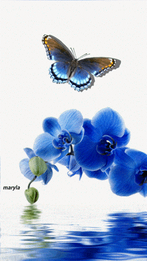 Orchidée.gif