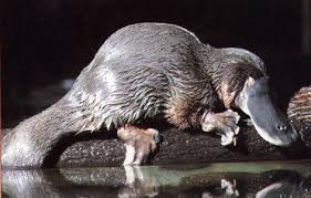 ornithorinque.jpg