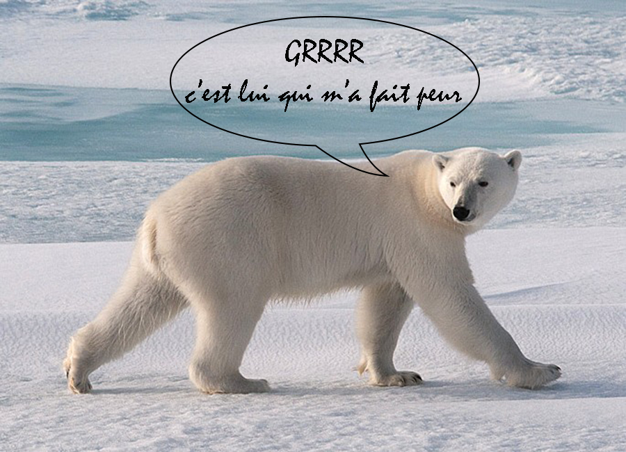 ours-polaire.jpg
