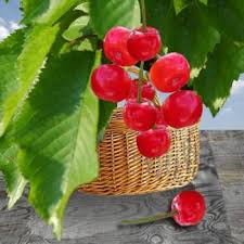 panier de cerises.jpg