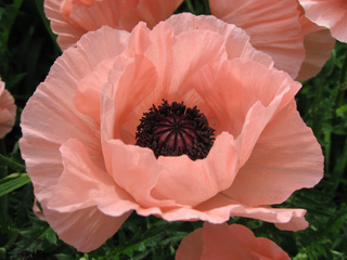 papaver-orientale-pavot-orient.jpg