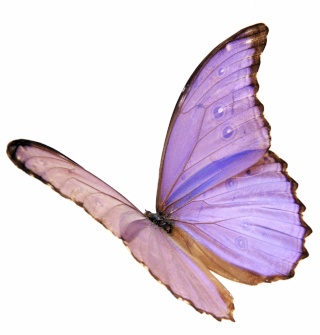 papill13.jpg