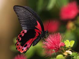papillon 1.jpg
