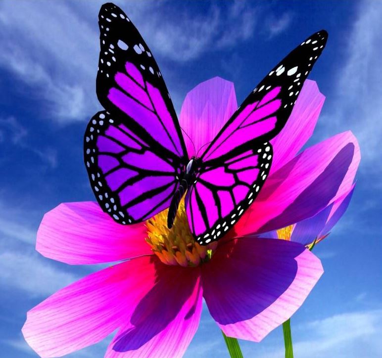 Papillon 2.JPG