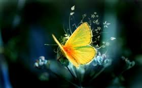 papillon 3.jpg
