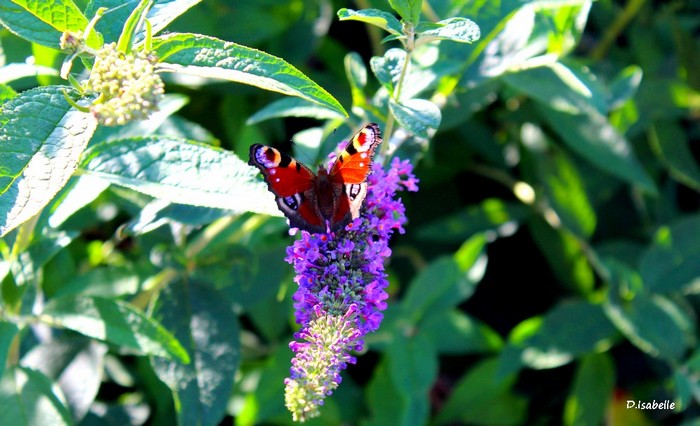 Papillon.jpg 2A.jpg