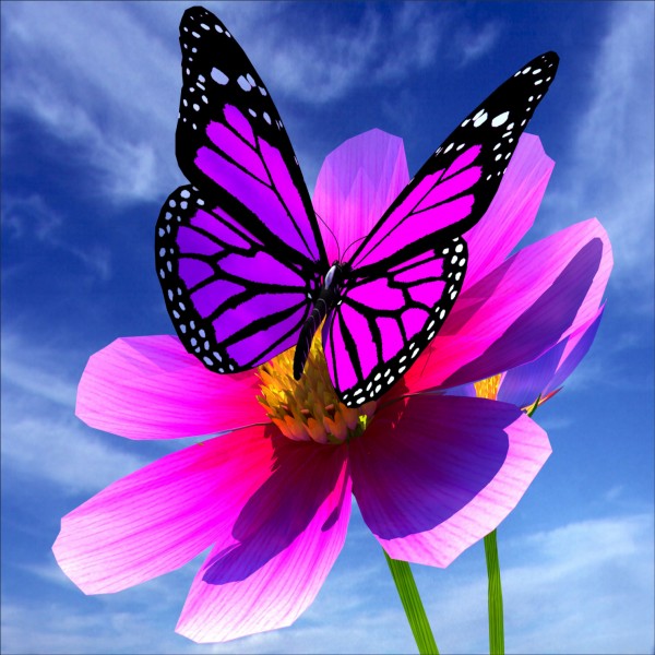 papillon.jpg