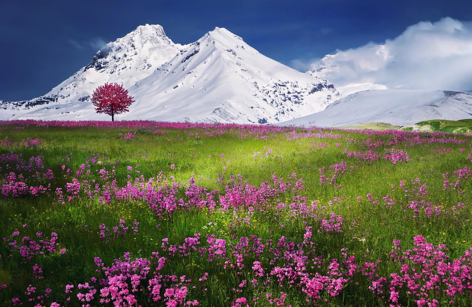 paysage-nature-champ-de-fleur-montagne-neige-images-photos-gratuites-1560x1017[1].jpg
