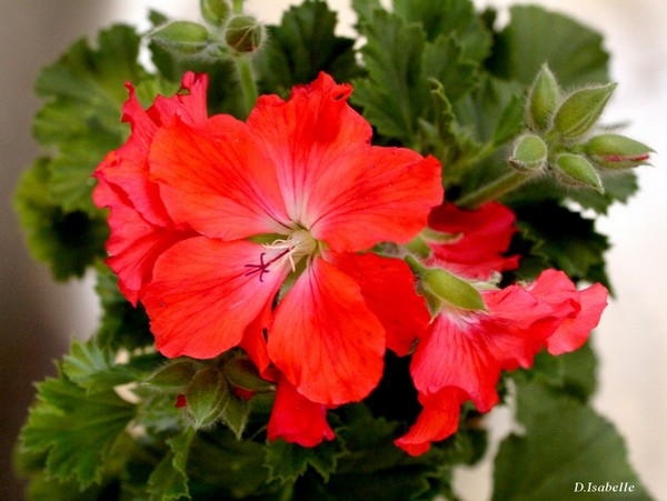 Pélargonium.jpg