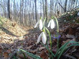 perce neige .png