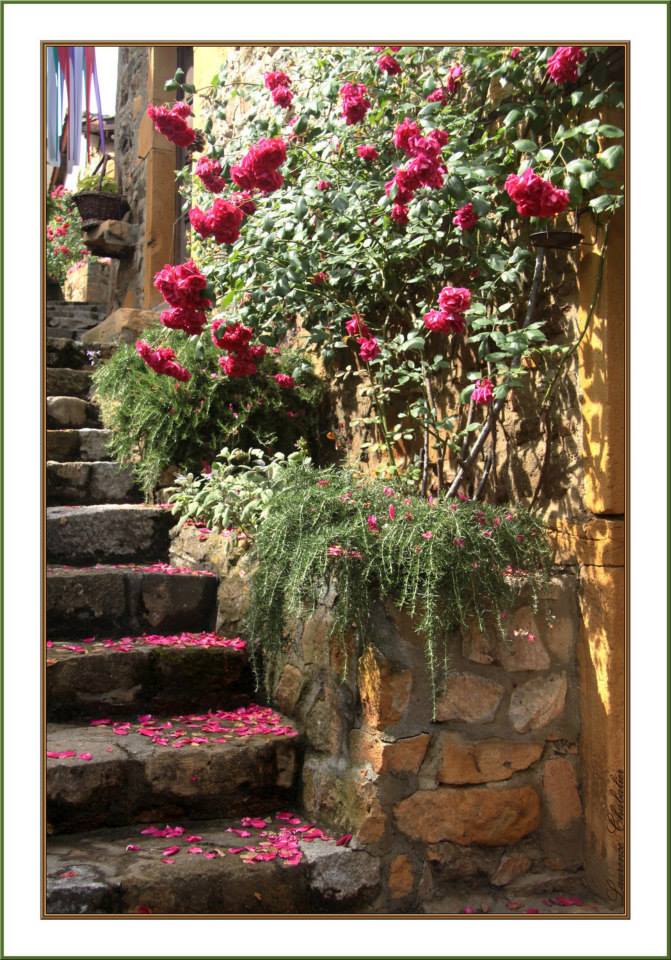 pétales sur escalier.jpg