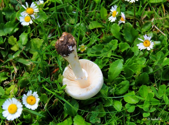 Petit champignon.jpg B1.jpg